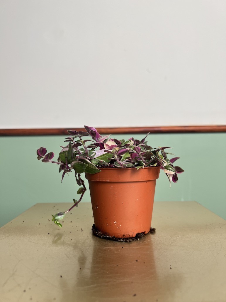 Tradescantia Quadricolor