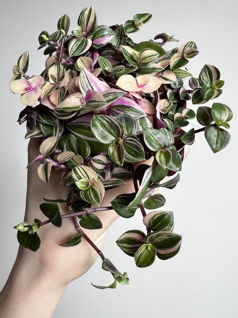 Tradescantia Quadricolor