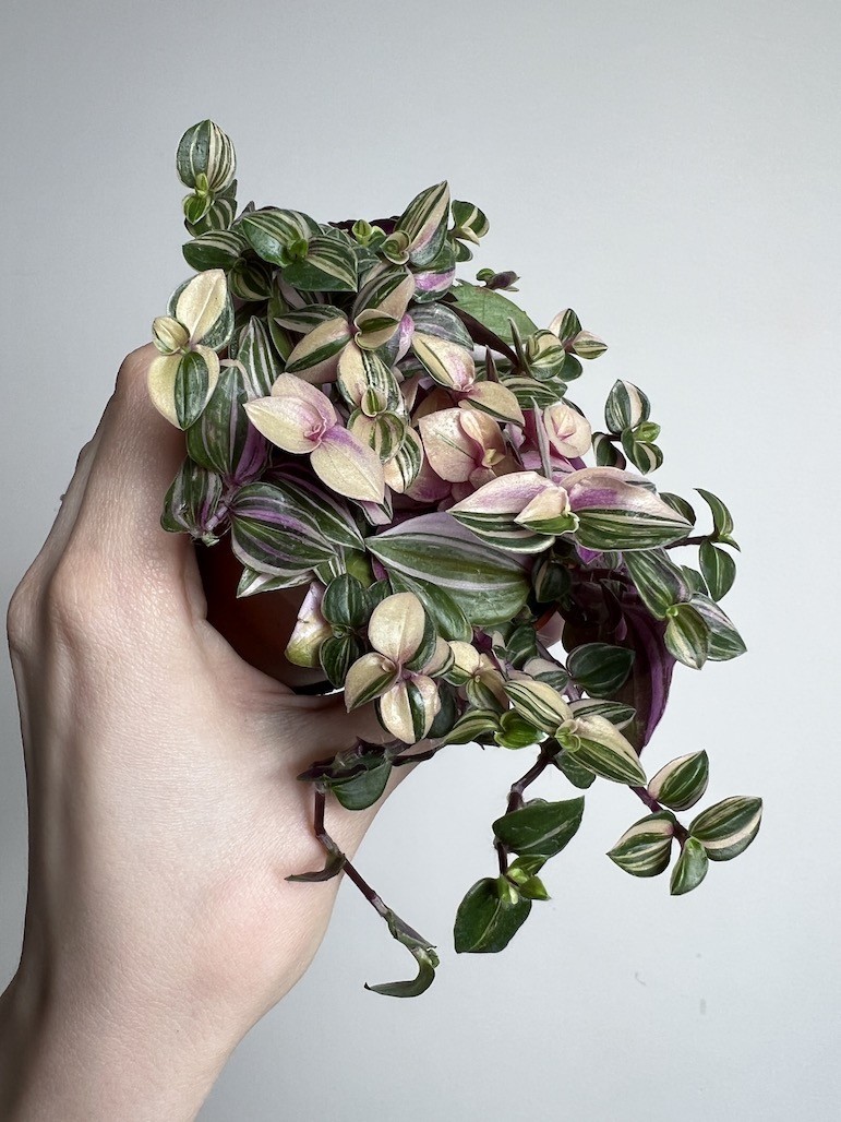 Tradescantia Quadricolor- Zagajnik