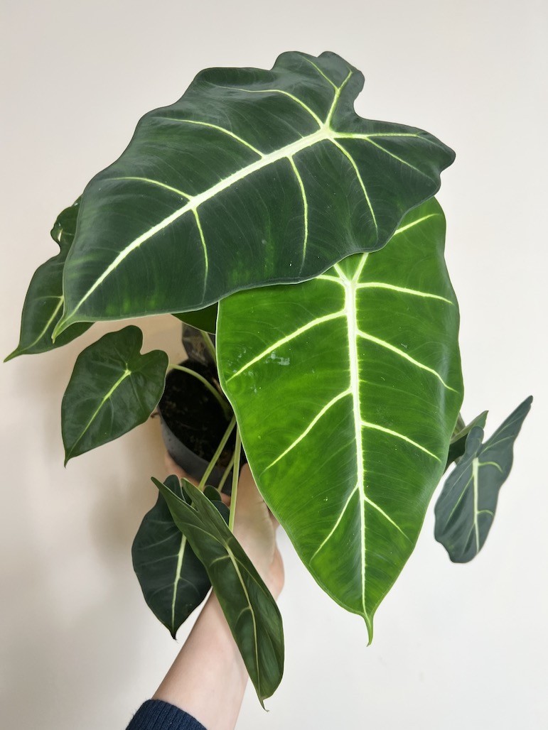 Alocasia Frydek