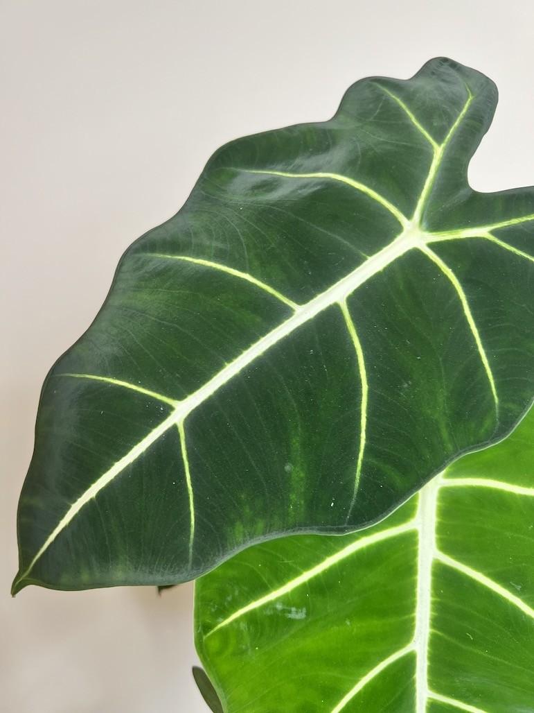 Alocasia Frydek