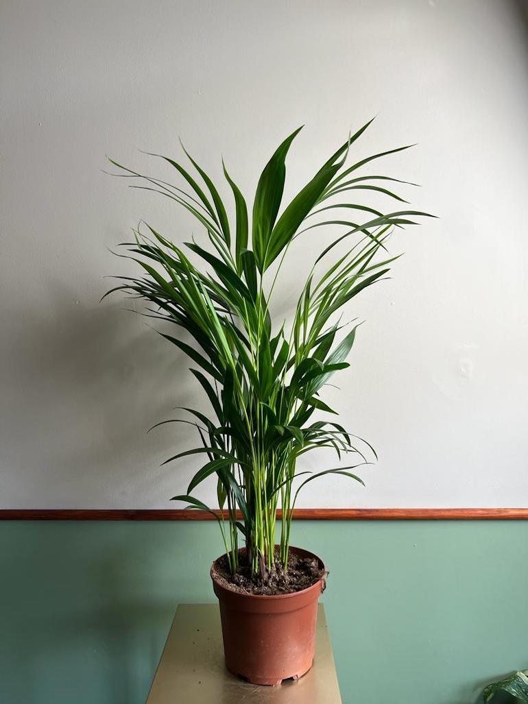 Areca Dypsis Lutescens Palma (średnia)