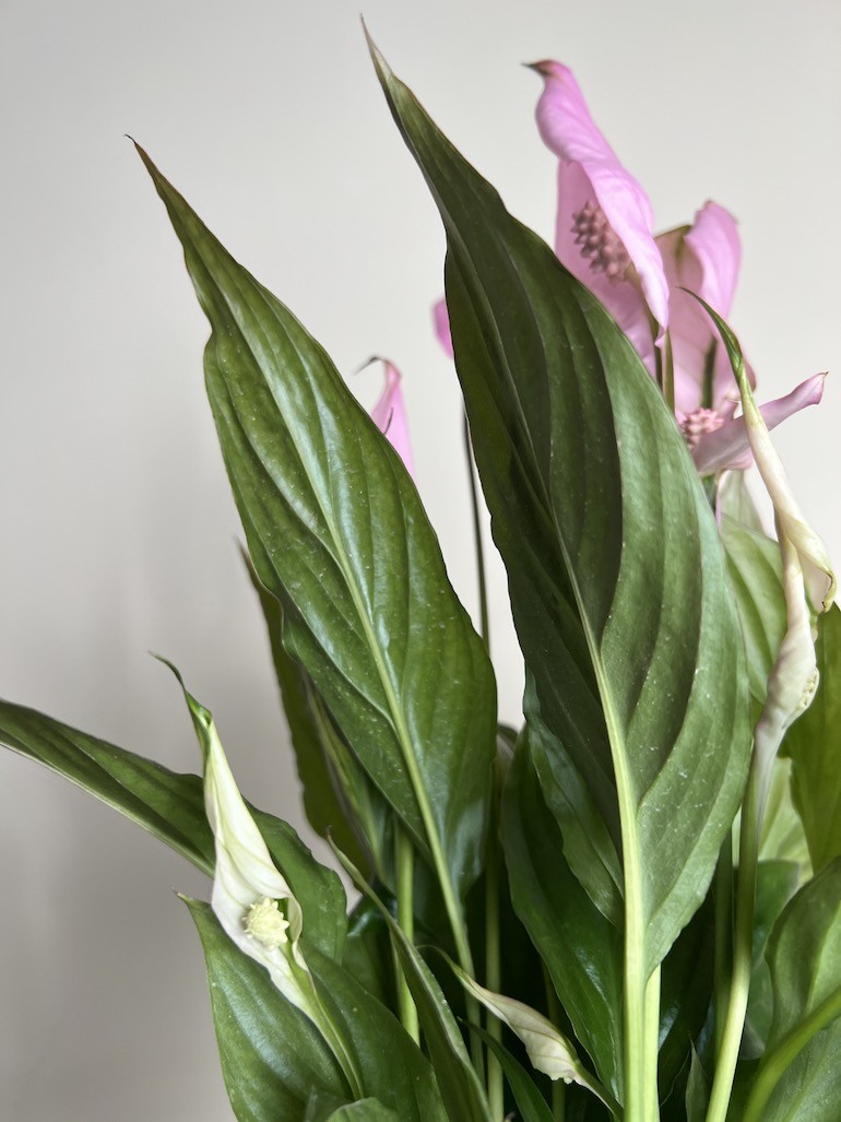 Spathiphyllum ‘Cavalli’ Różowy