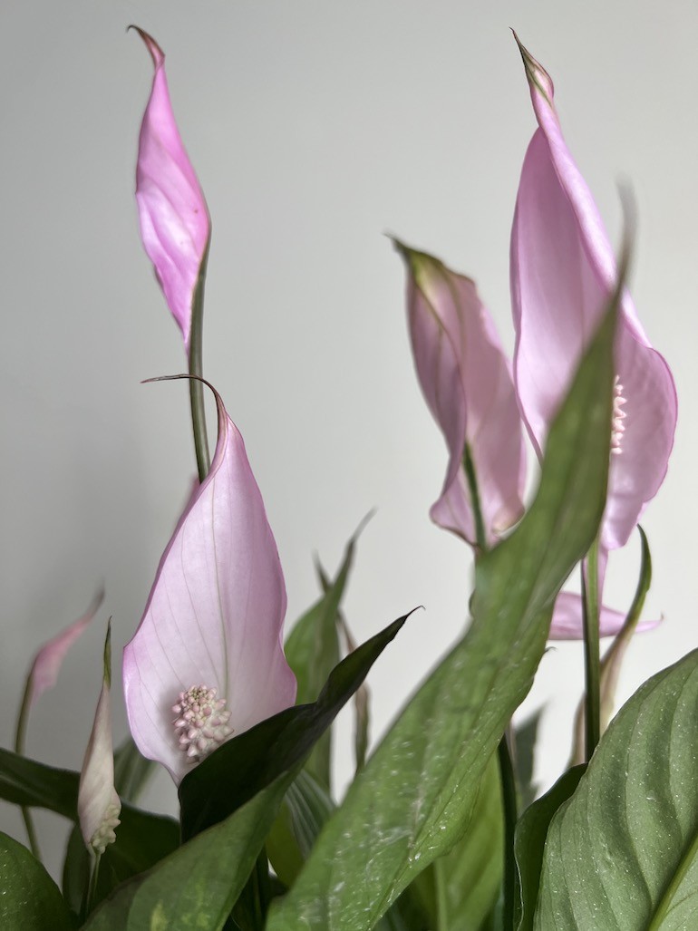 Spathiphyllum ‘Cavalli’ Różowy