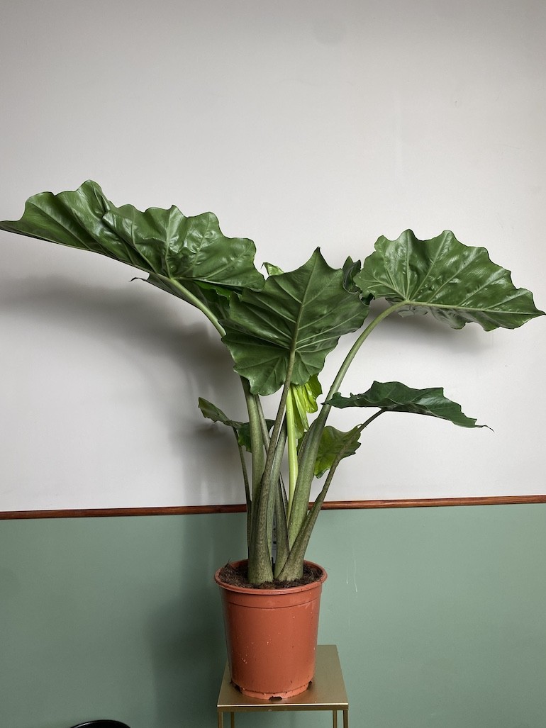 Alocasia Portodora