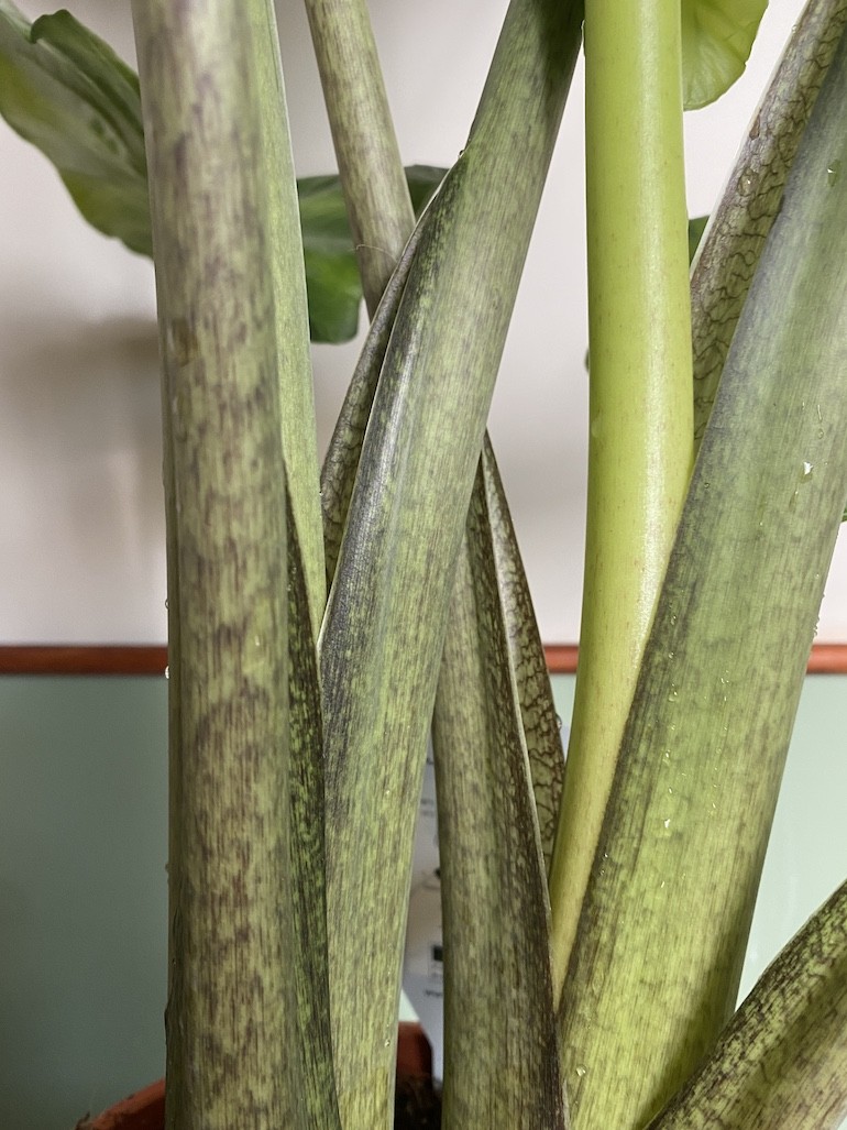 Alocasia Portodora