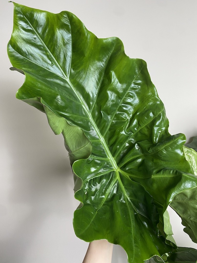 Alocasia Portodora