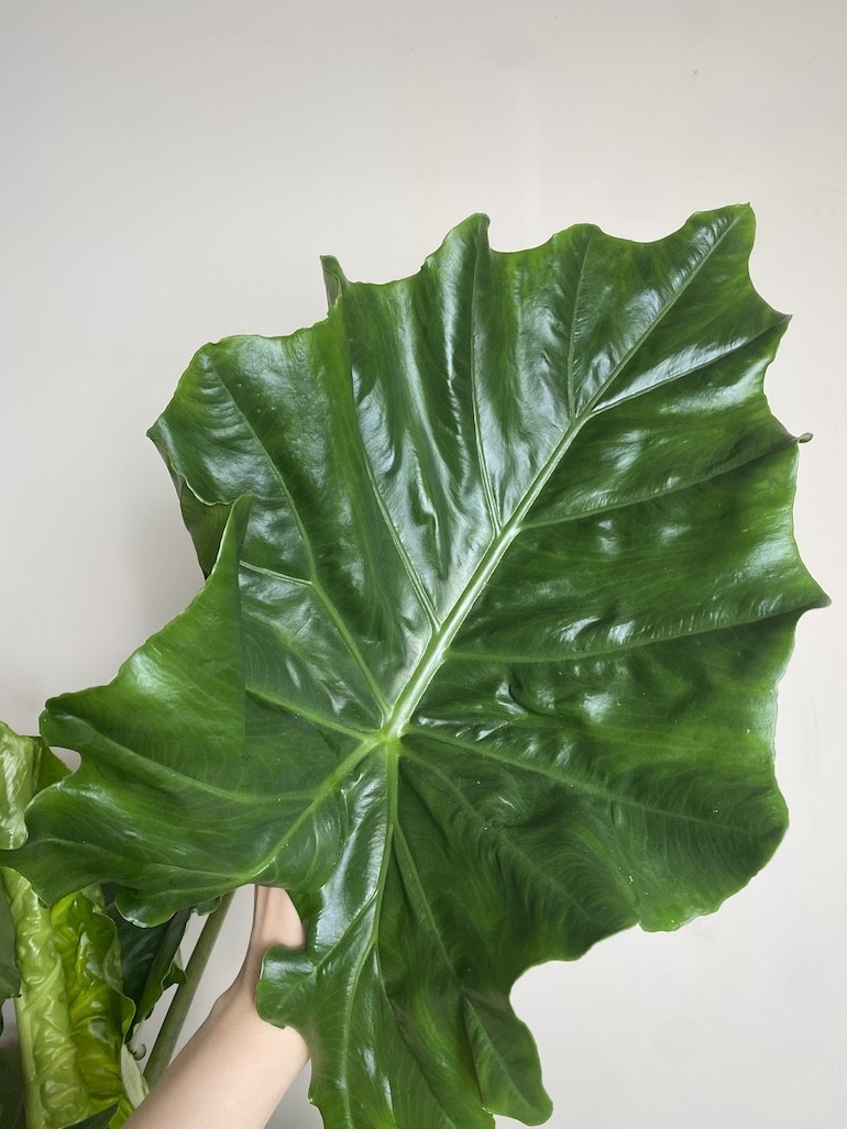 Alocasia Portodora