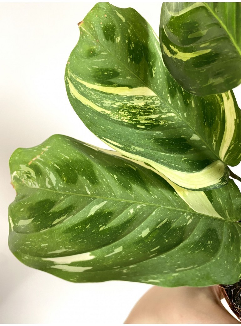 Maranta Variegata Fiesta
