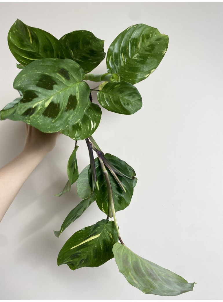 Maranta Variegata Fiesta