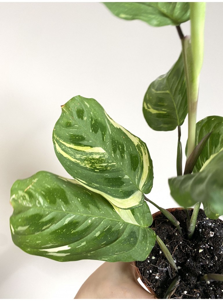 Maranta Variegata Fiesta