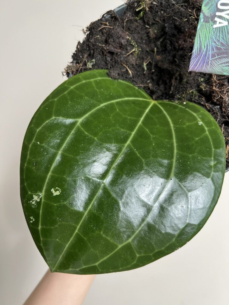 Hoya latifolia