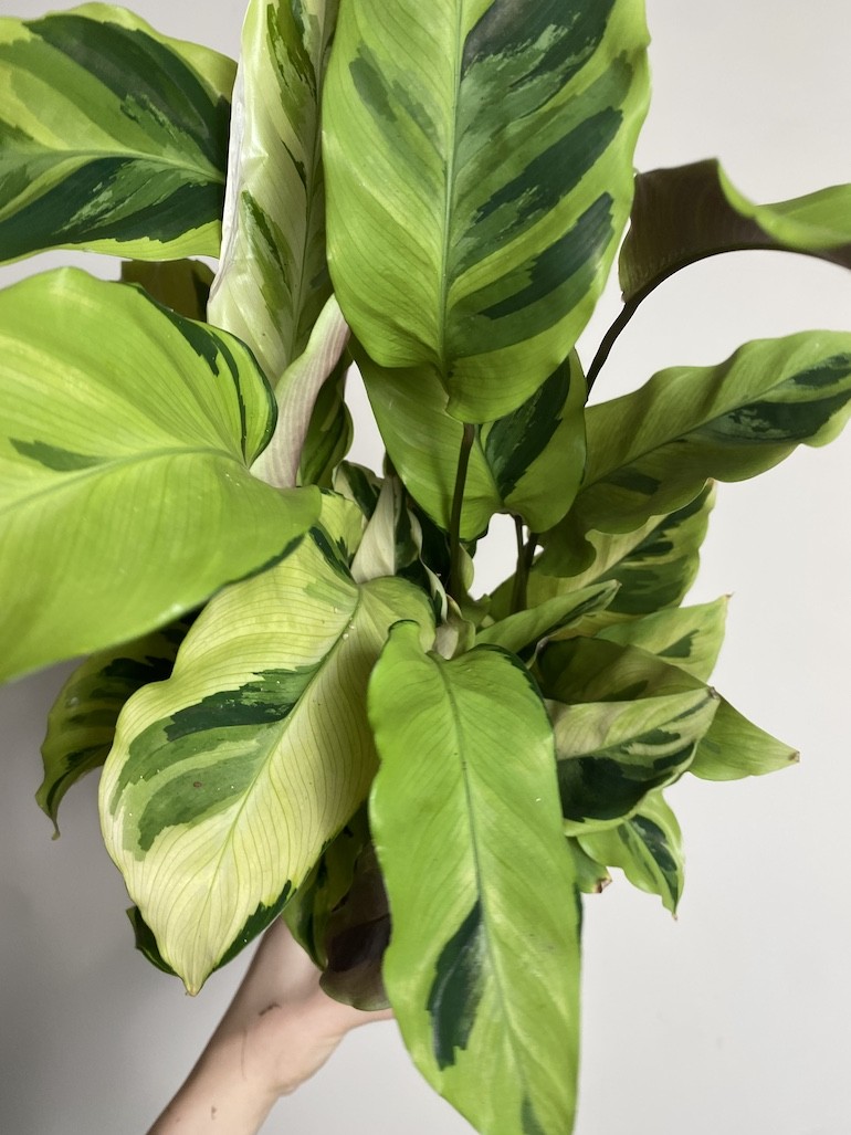 Calathea Fusion Yellow