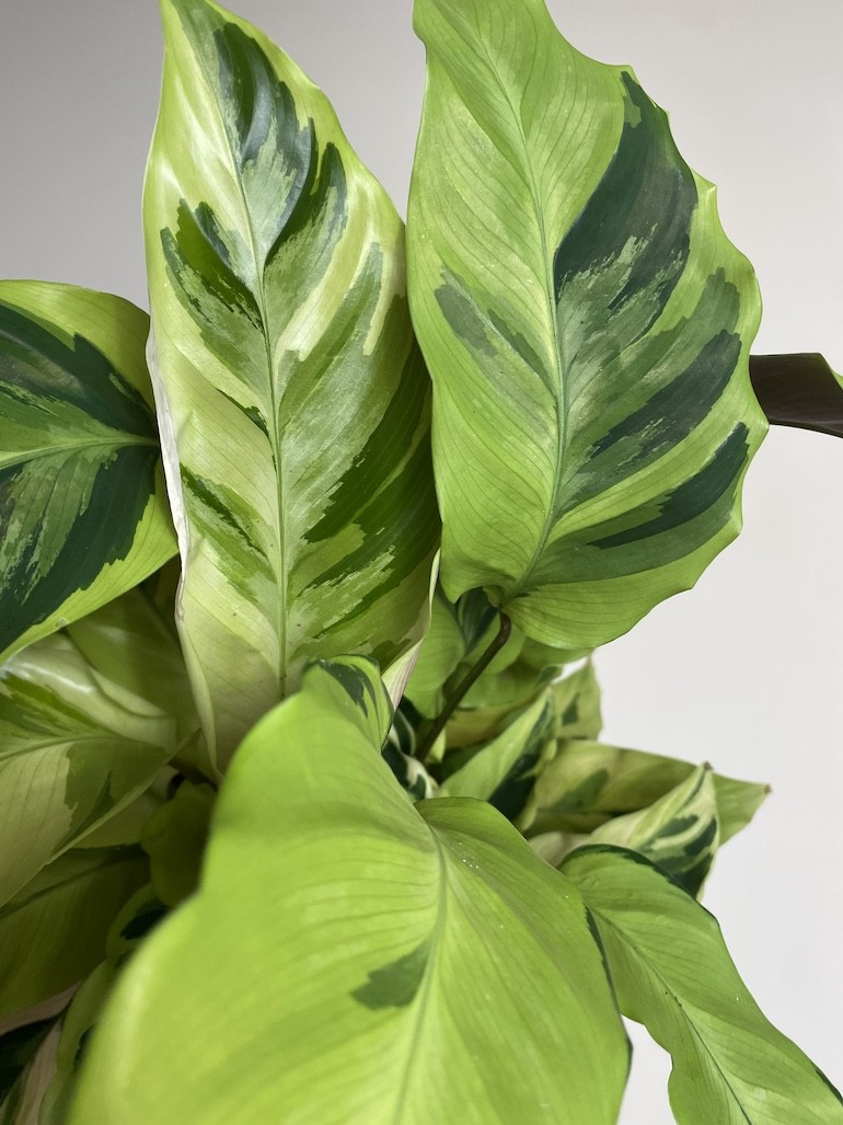 Calathea Fusion Yellow