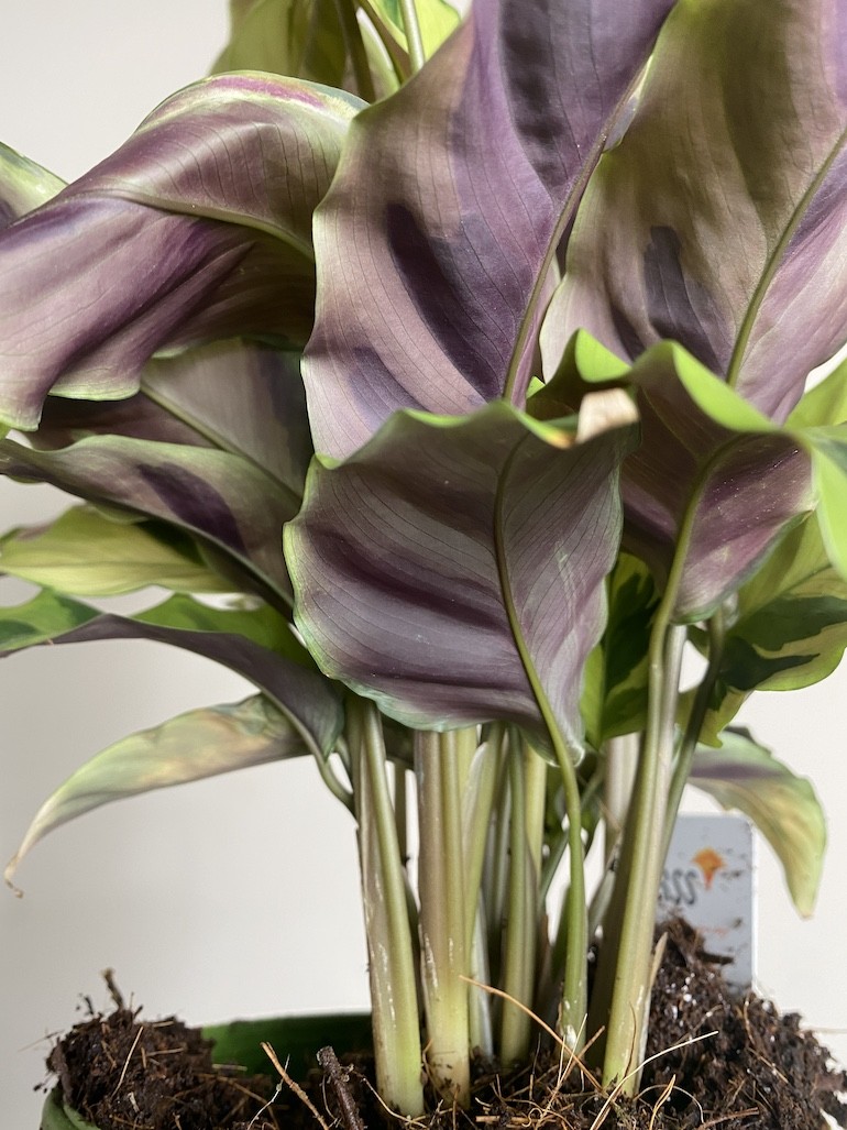 Calathea Fusion Yellow