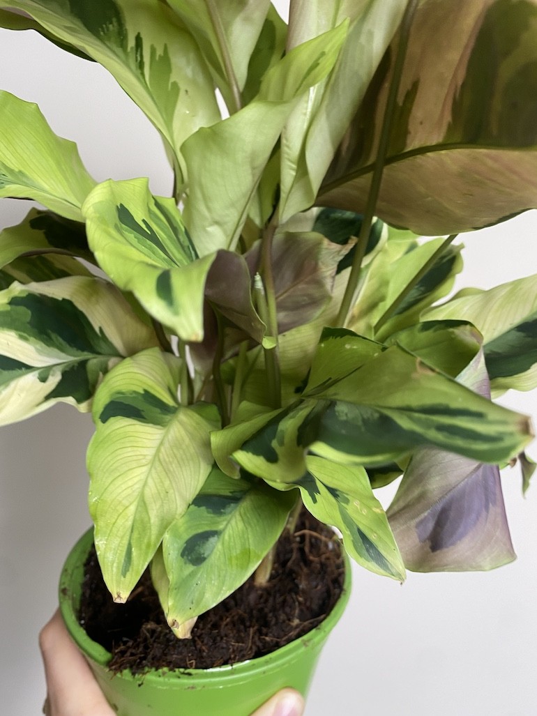Calathea Fusion Yellow
