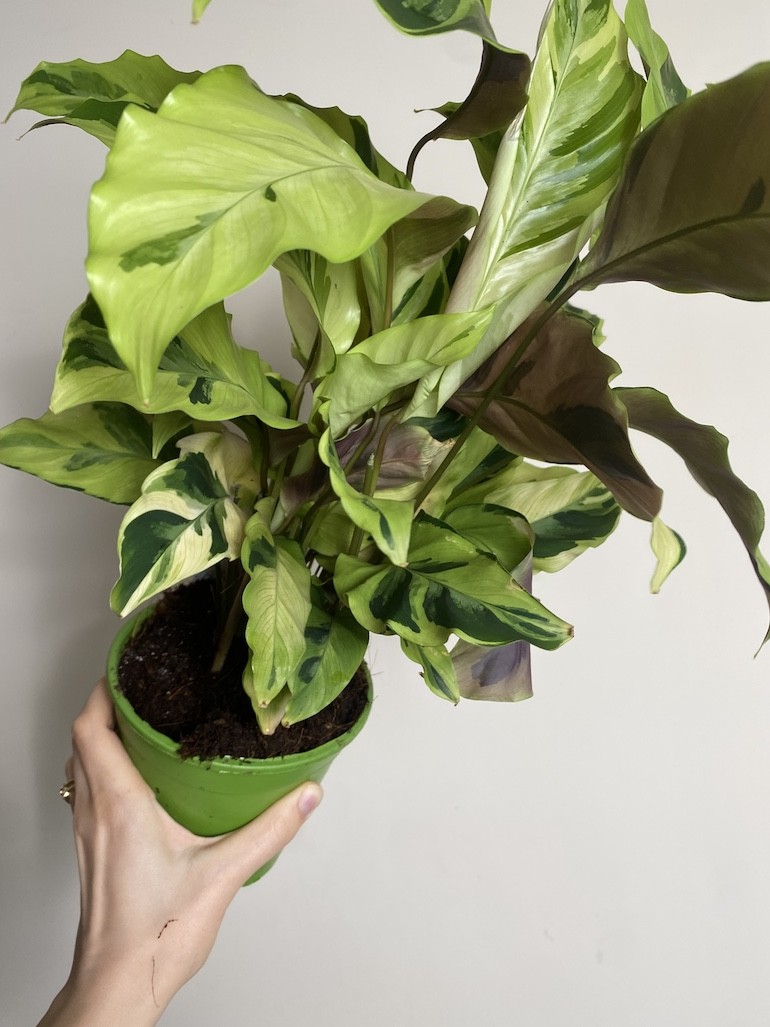 Calathea Fusion Yellow