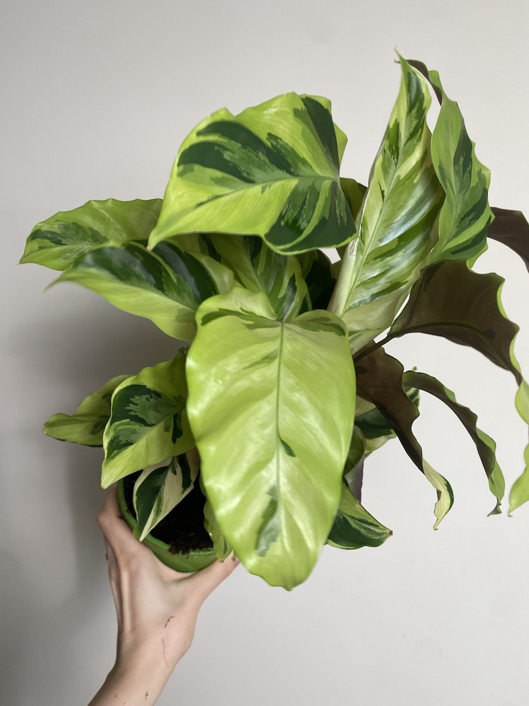 Calathea Fusion Yellow