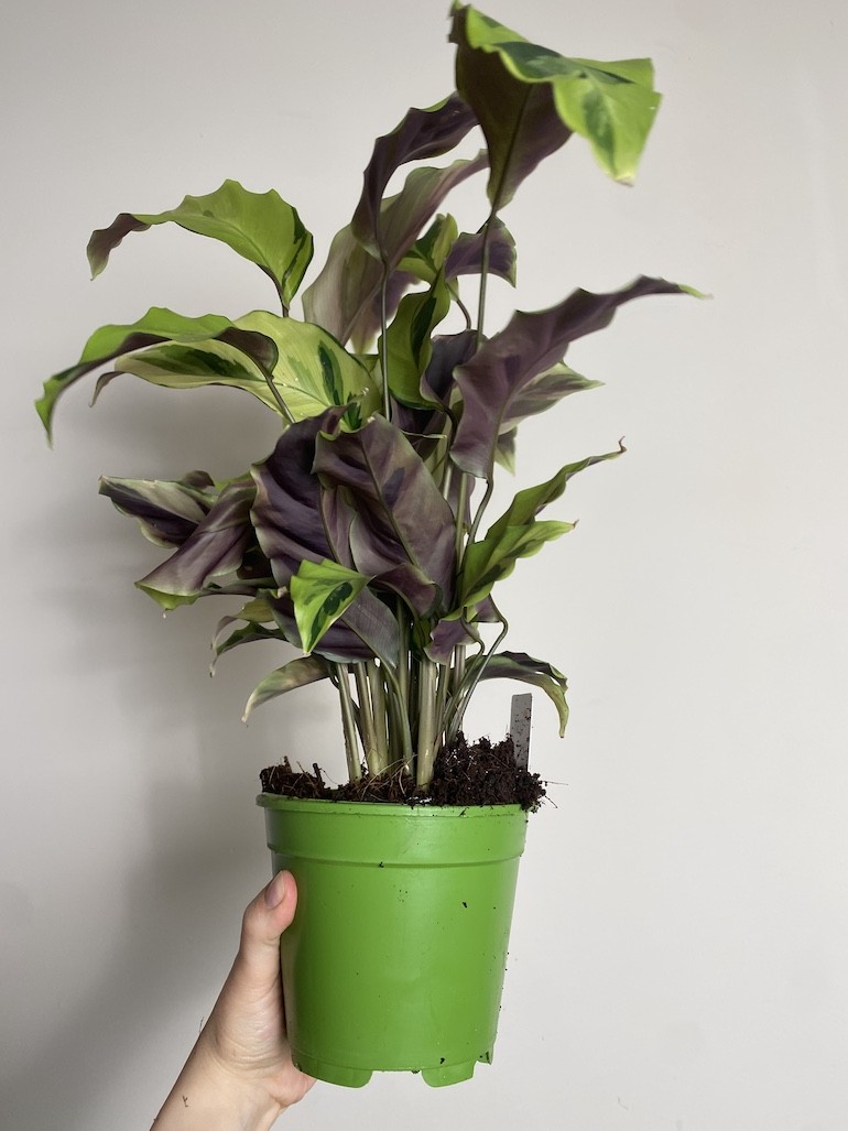 Calathea Fusion Yellow