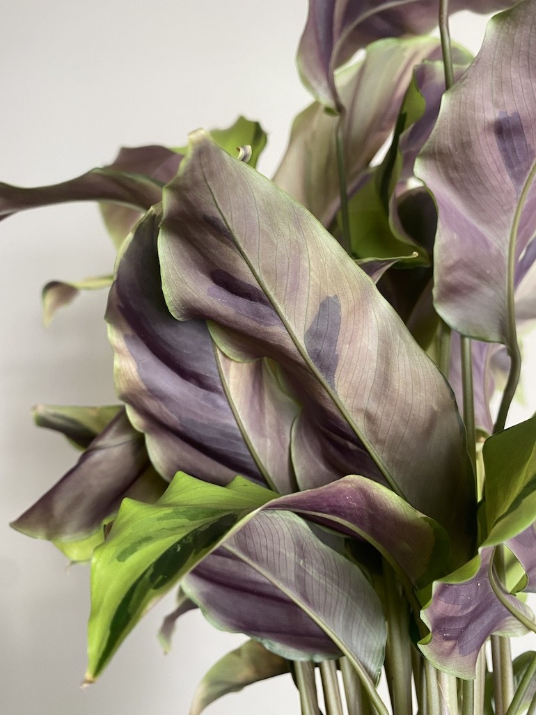 Calathea Fusion Yellow