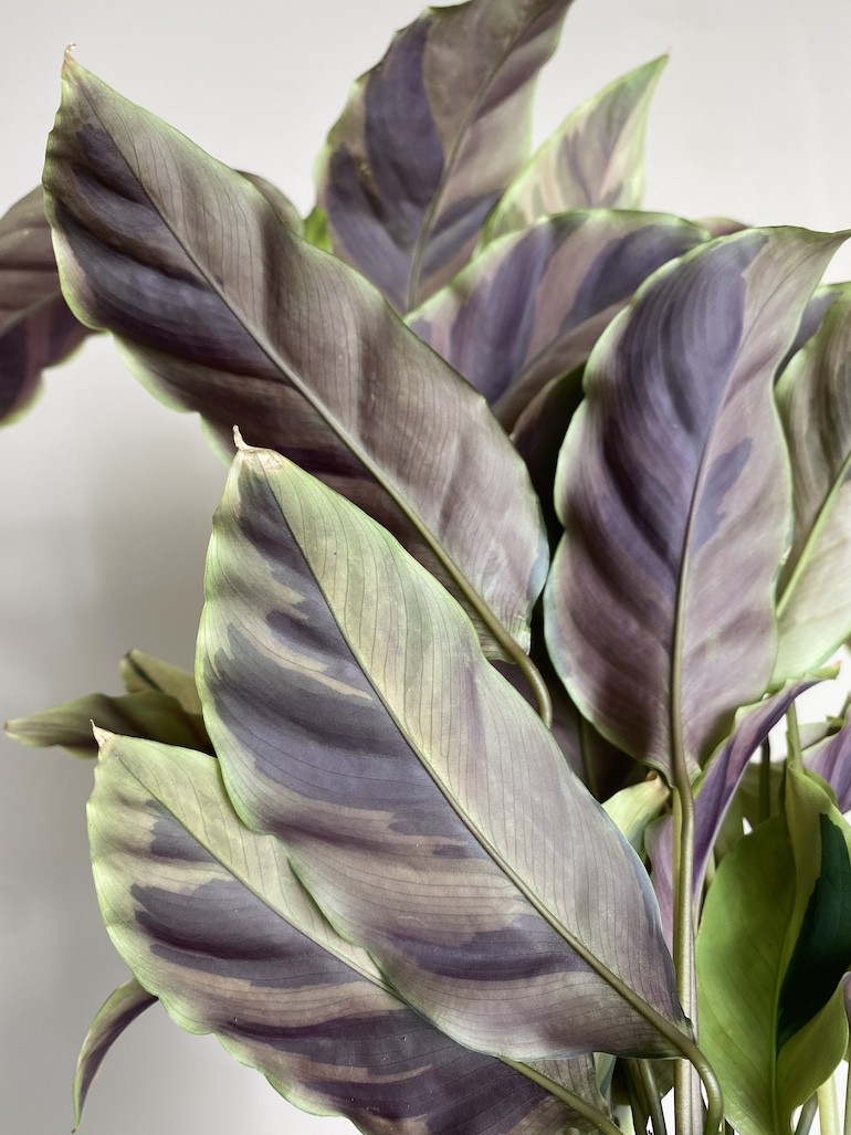 Calathea Fusion Yellow