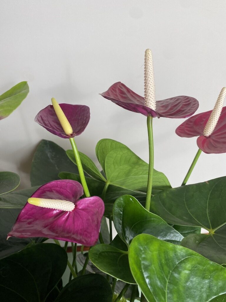 Anthurium Violet Heart