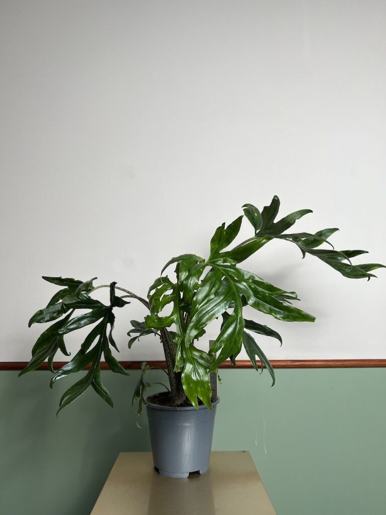 Alocasia brancifolia Pink Passion