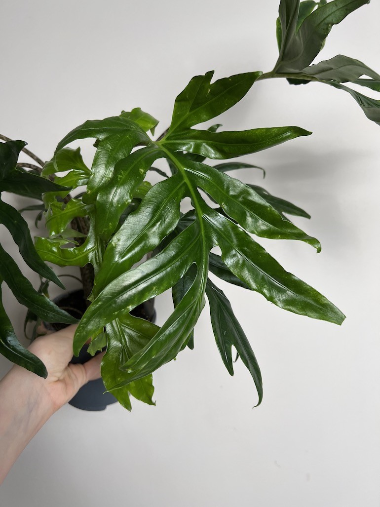 Alocasia brancifolia Pink Passion
