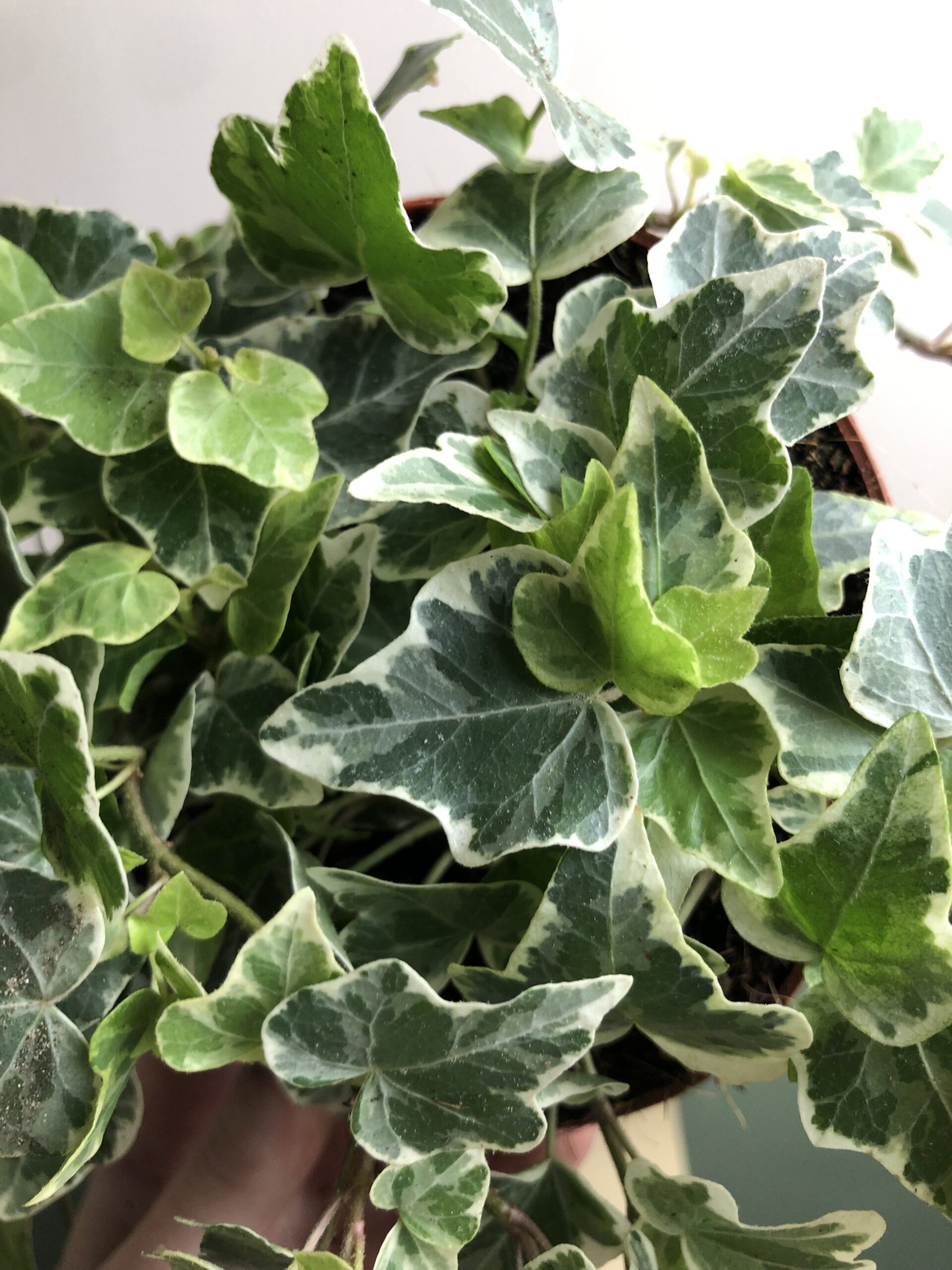 Hedera White Wonder