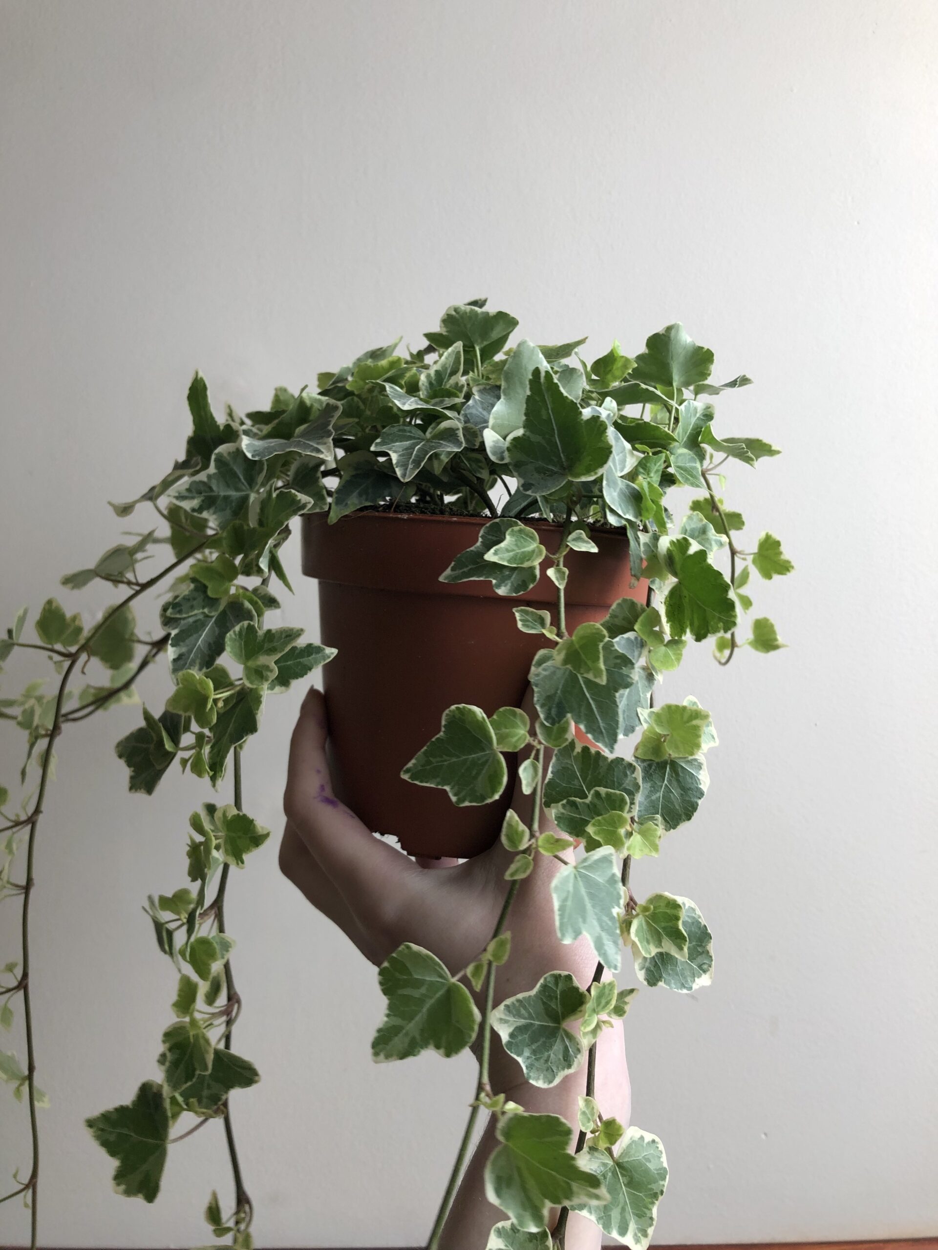 Hedera White Wonder