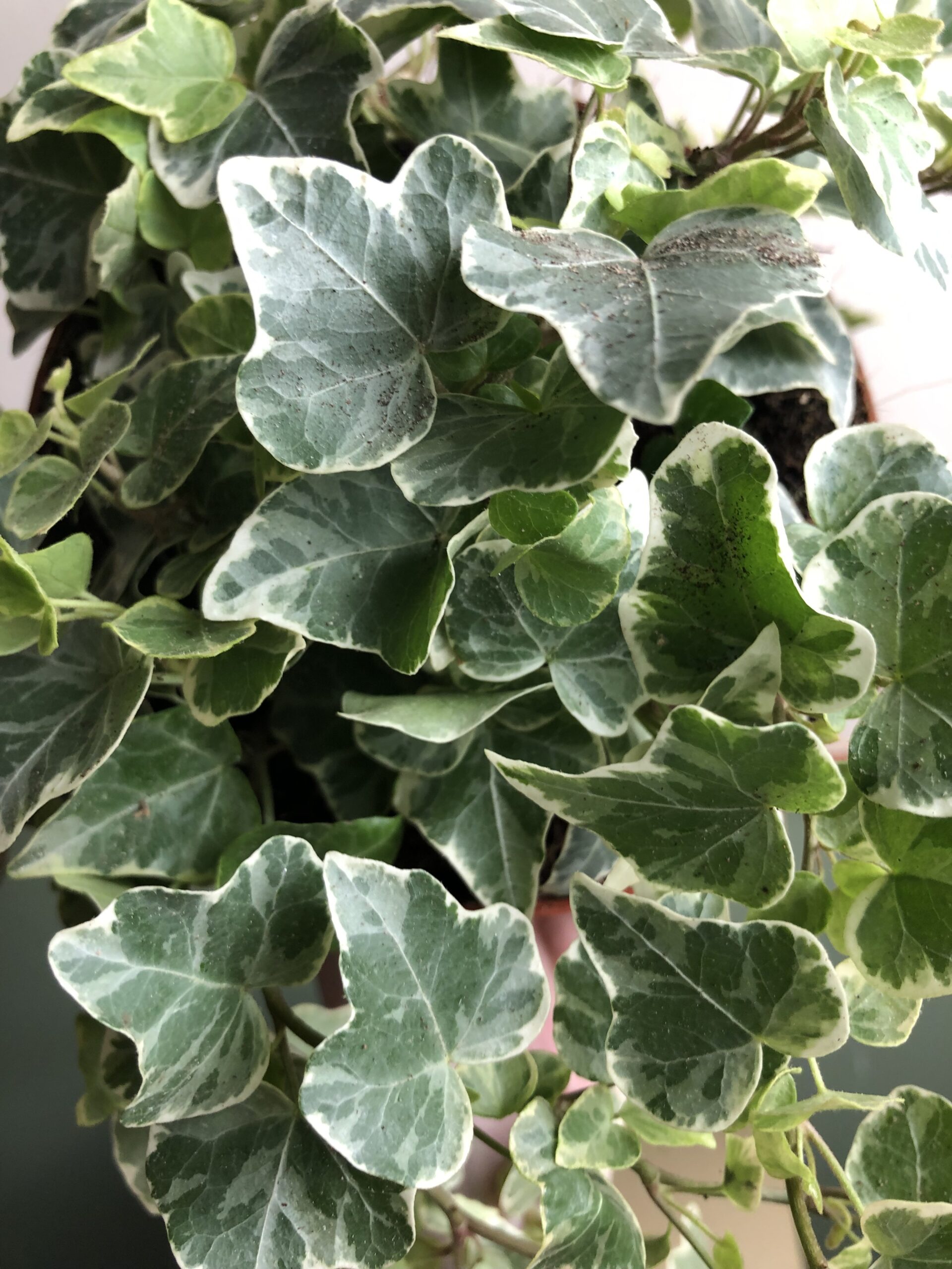 Hedera White Wonder
