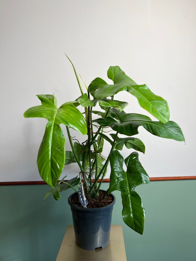 Philodendron Yellow Violin duży