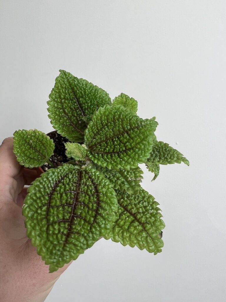 Pilea alumi 'Moon Valley’