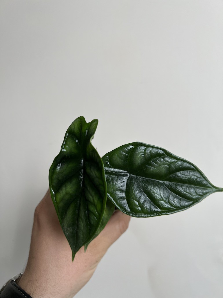 Alocasia Dragon Scale maluszek