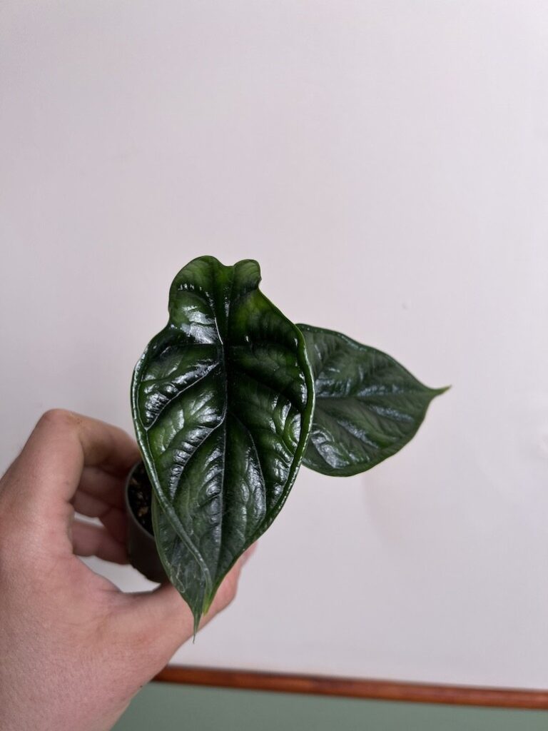 Alocasia Dragon Scale maluszek