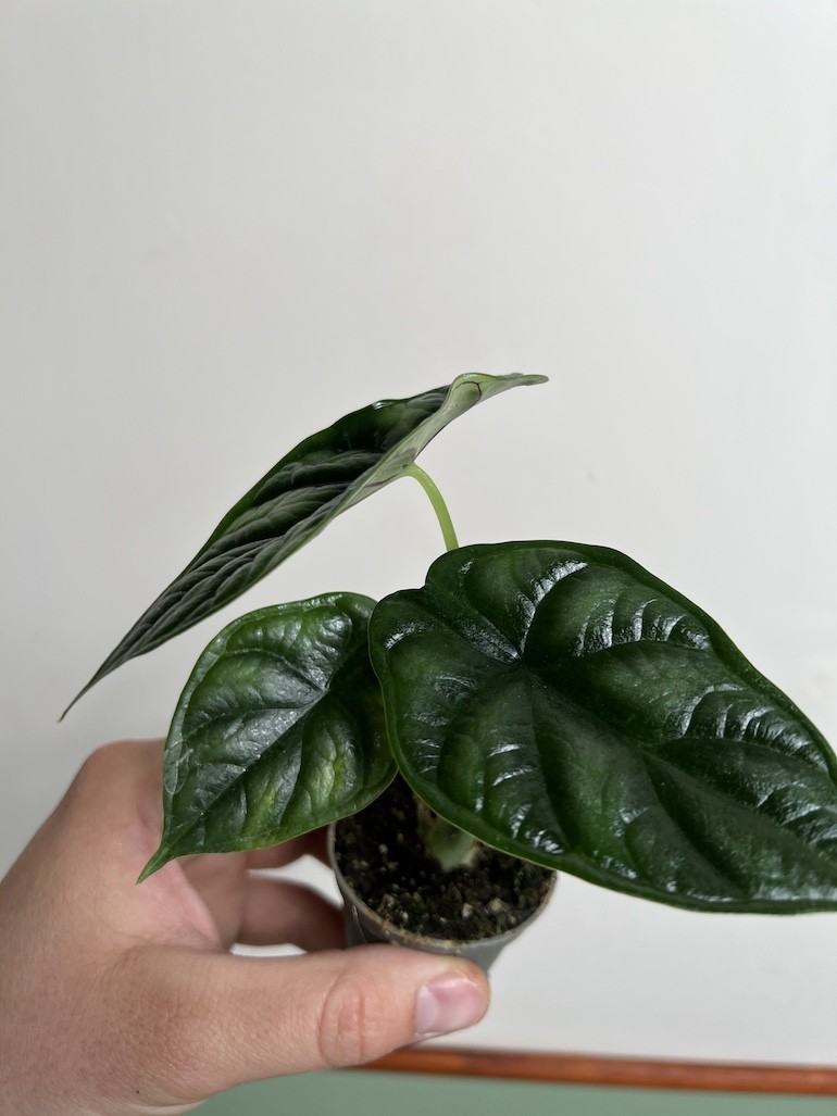 Alocasia Dragon Scale maluszek