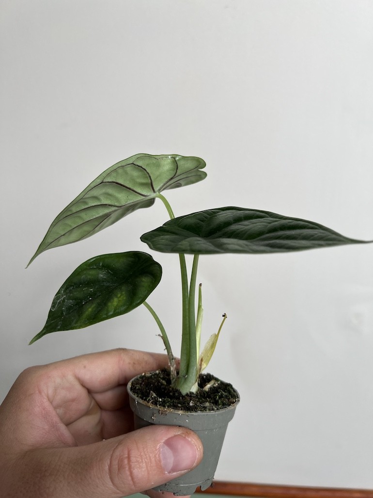 Alocasia Dragon Scale maluszek