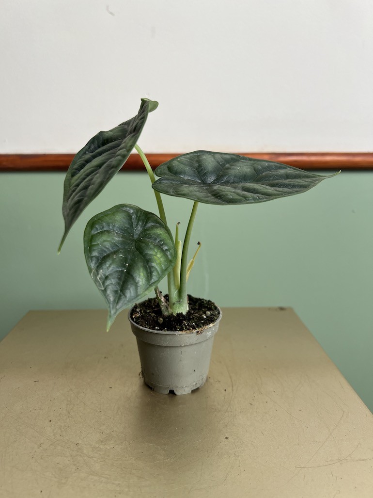 Alocasia Dragon Scale maluszek