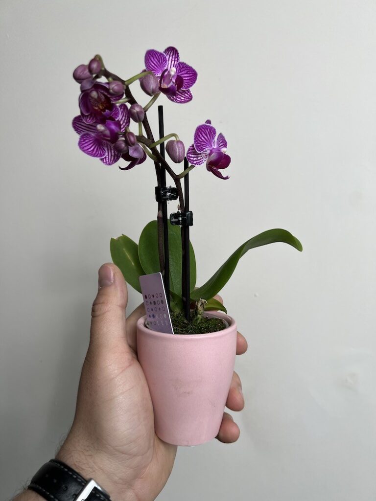 Storczyk|Falenopsis