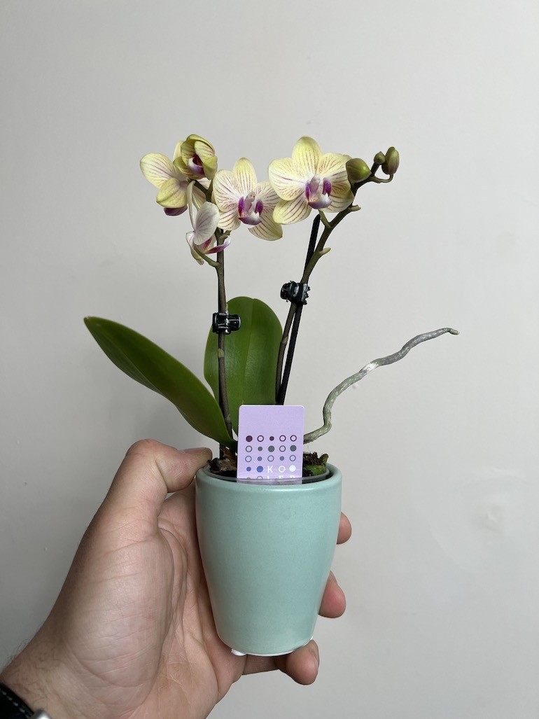 Storczyk|Falenopsis