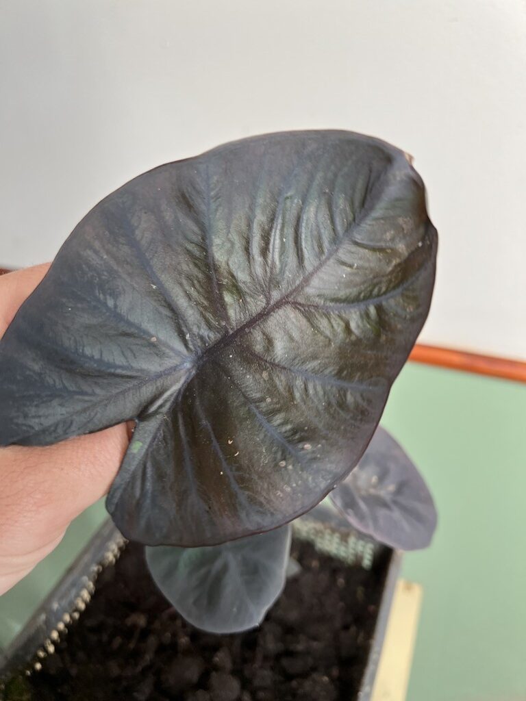 Colocasia Black Magic