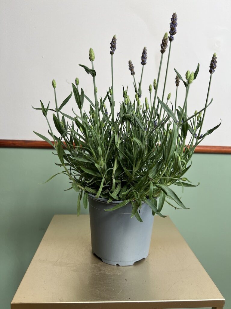 Lawenda wąskolistna|Lavandula angustifolia