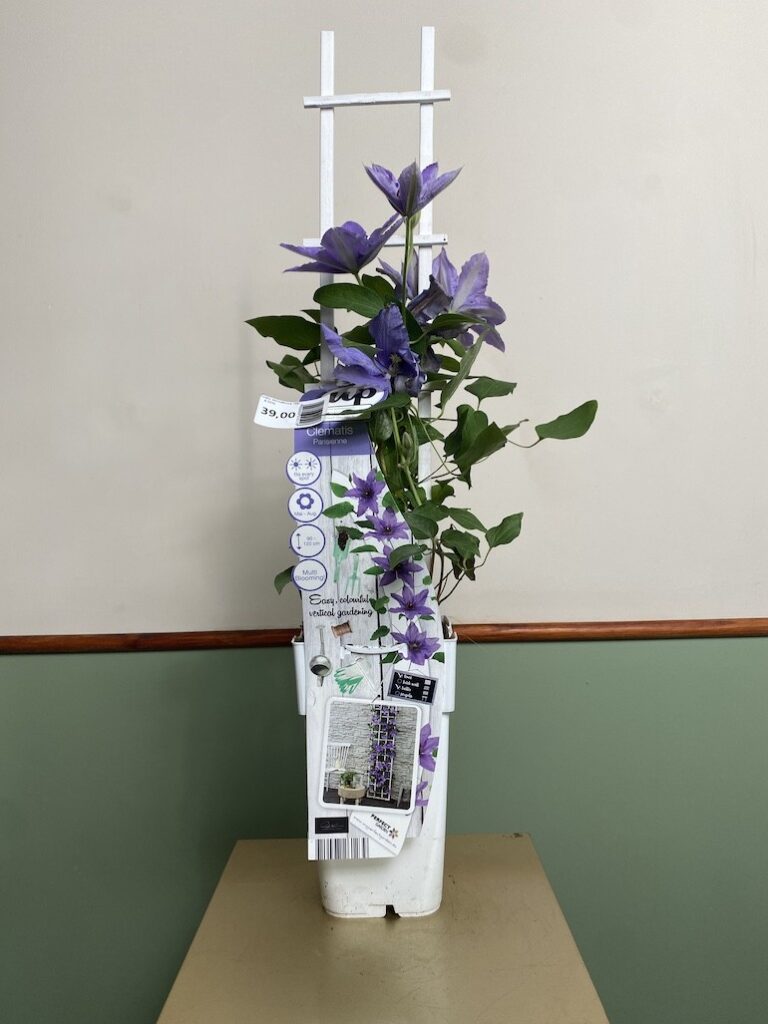 Powojnik Fioletowy|Clematis