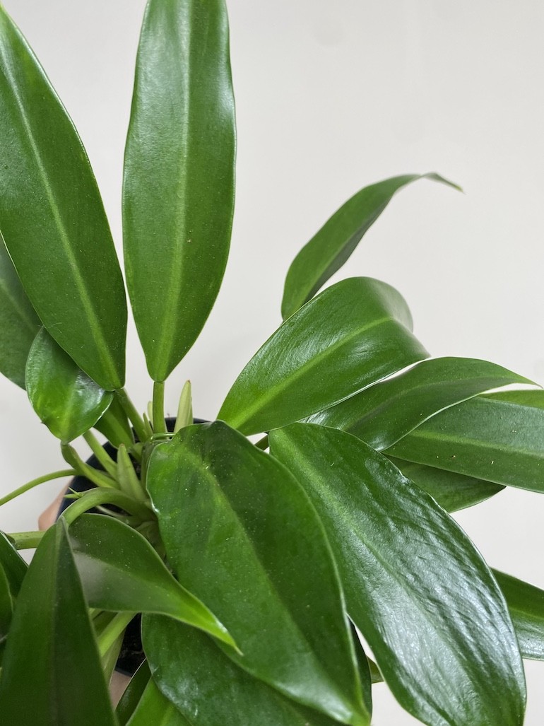 Philodendron little phil