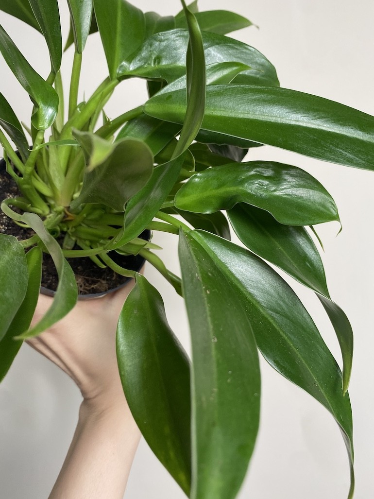 Philodendron little phil