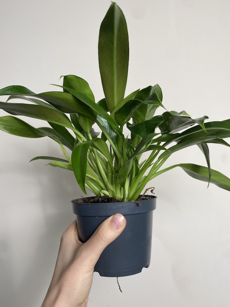 Philodendron little phil