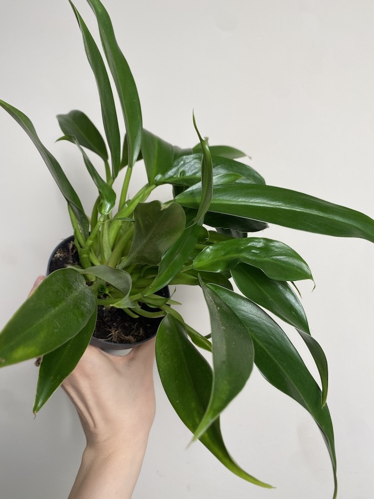 Philodendron little phil