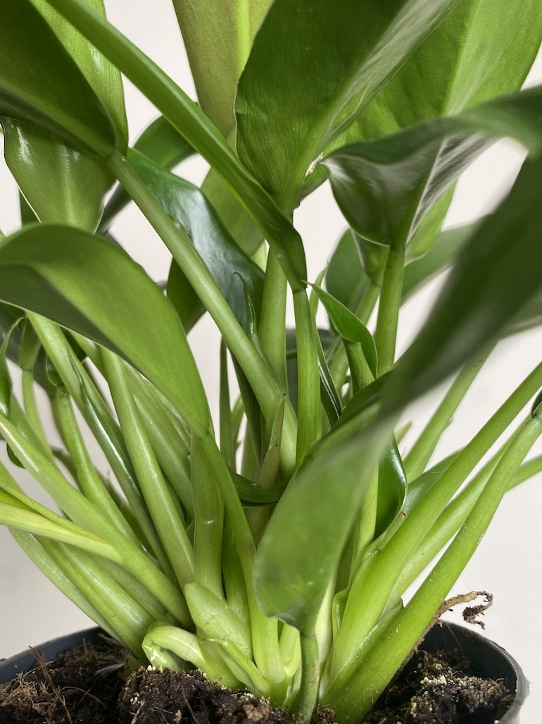 Philodendron little phil