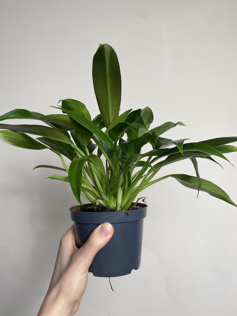 Philodendron little phil