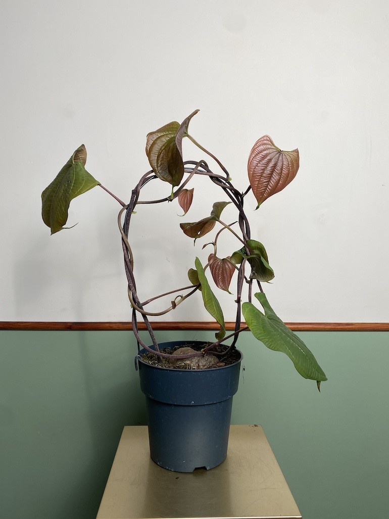 Dioscorea bulbifera